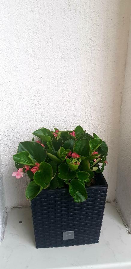 Patrick Apartment リエカ エクステリア 写真